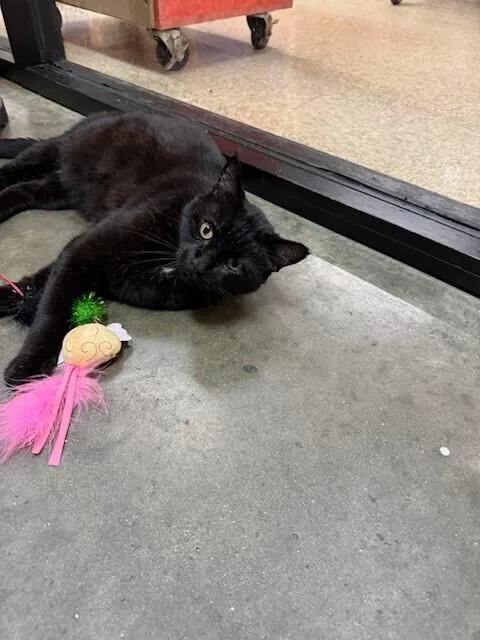 A senior medium-sized male Black & White / Tuxedo Domestic Short Hair cat named Tux for adoption in Covington, LA