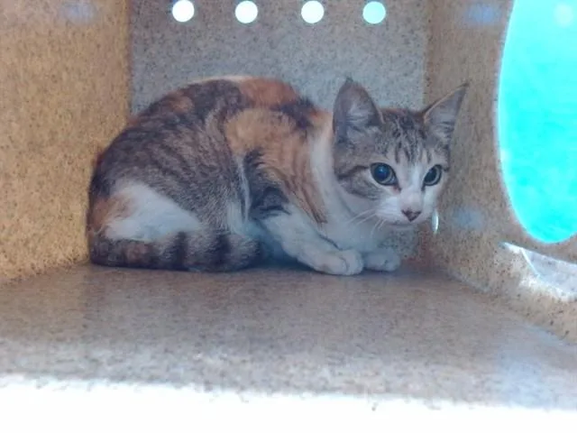 A young small-sized female Domestic Short Hair cat named Amy for adoption in Gardena, CA