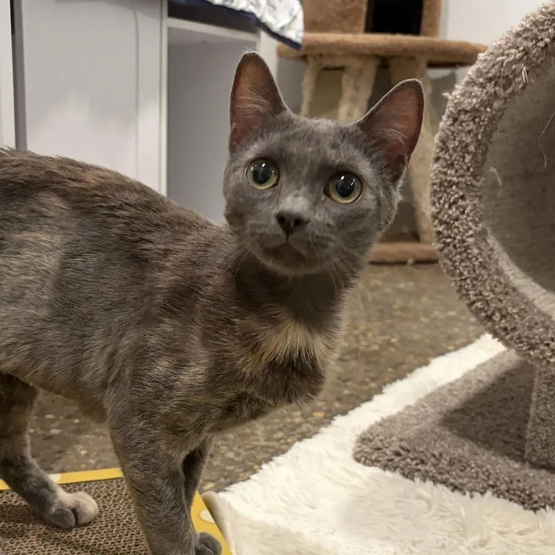 A young medium-sized female Domestic Short Hair cat named Winifred for adoption in Louisville, KY