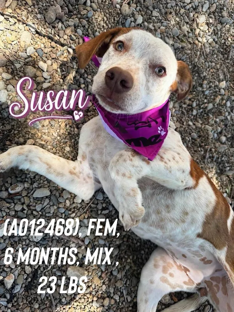 Susan