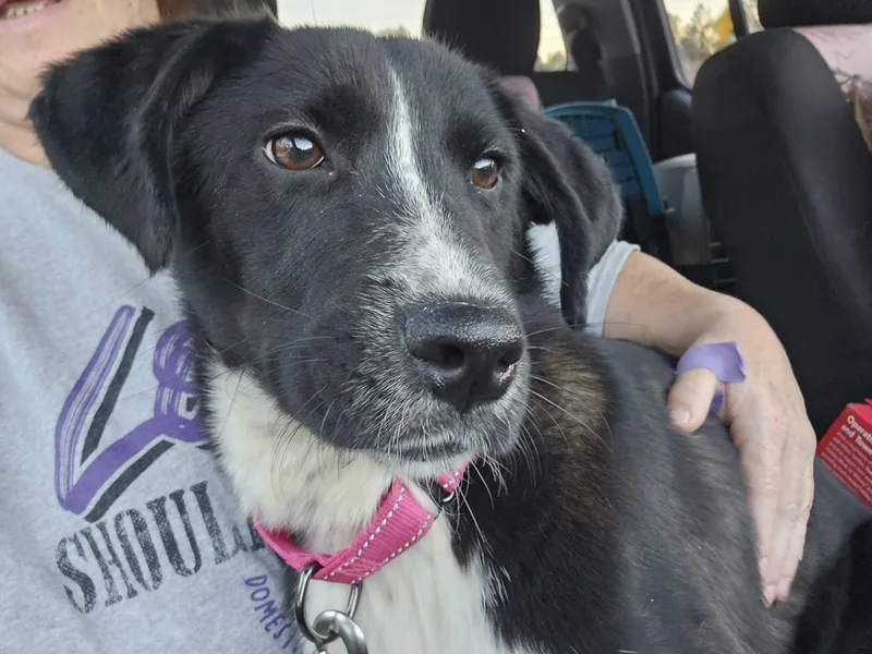 Jasmine The Princess