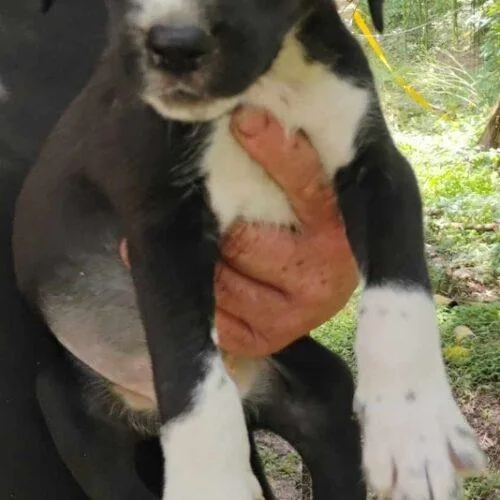 Jasmine The Princess thumbnail 2