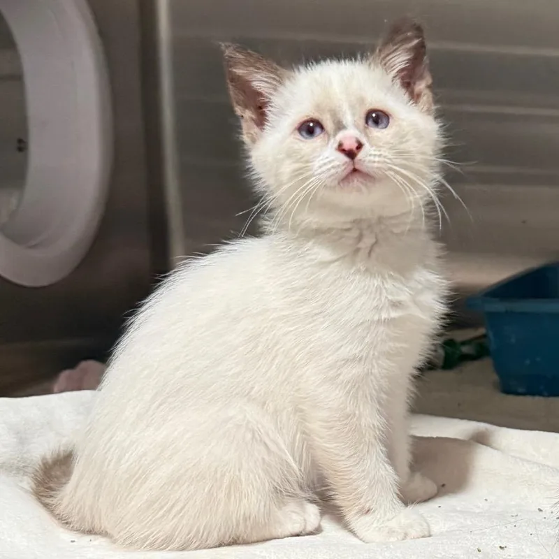 A baby small-sized female Domestic Short Hair cat named Emma for adoption in Cedaredge, CO