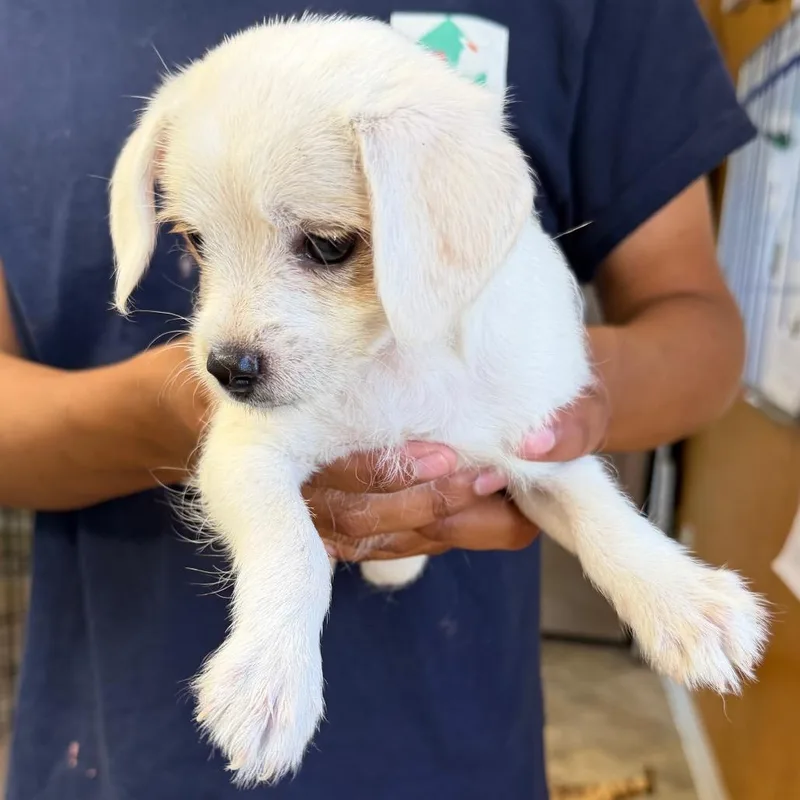 A baby small-sized female White / Cream Terrier dog named Operelly for adoption in San Pablo, CA