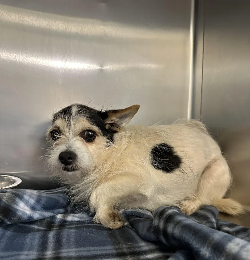 A young small-sized male Tricolor (Brown, Black, & White) Jack Russell Terrier dog named Whiskey for adoption in Lawrenceville, GA