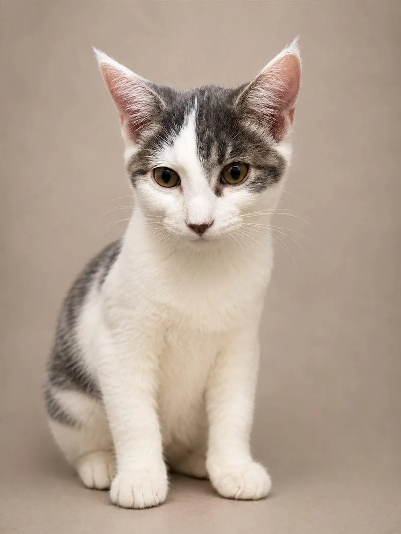 A young medium-sized female Gray & White Domestic Short Hair cat named Willow for adoption in Lincoln, IL