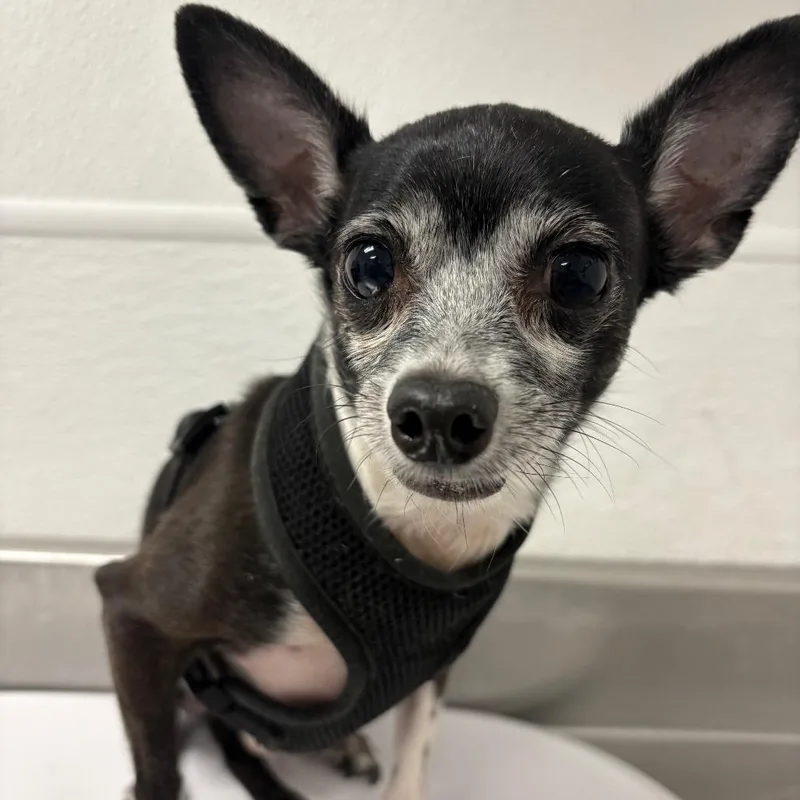 A senior small-sized male Black Chihuahua dog named Luigi for adoption in Henderson, NV