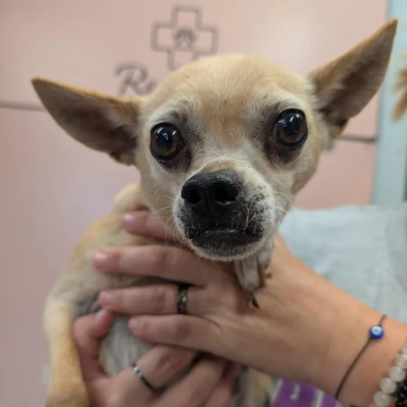An adult small-sized female Yellow / Tan / Blond / Fawn Mixed Breed dog named Pinky for adoption in Huntsville, AR