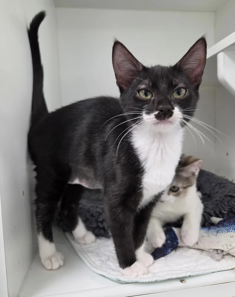 A young medium-sized female Black & White / Tuxedo Domestic Short Hair cat named Guardian for adoption in Satellite Beach, FL