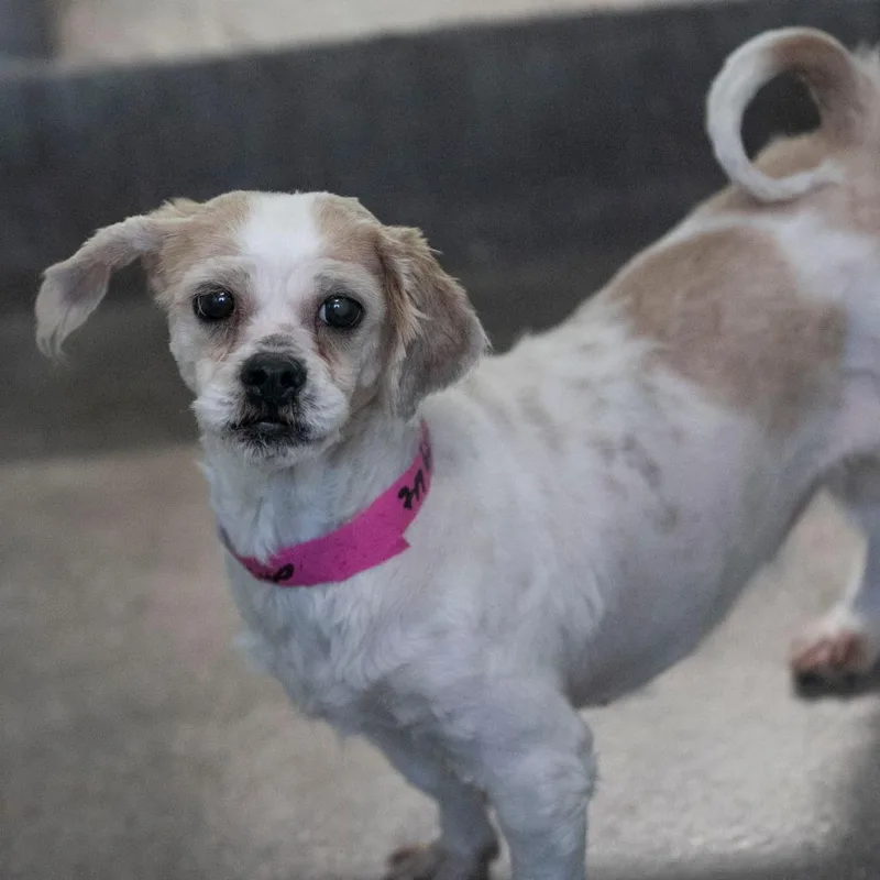 An adult small-sized female Yellow / Tan / Blond / Fawn Shih Tzu dog named Buttercup for adoption in Peyton, CO