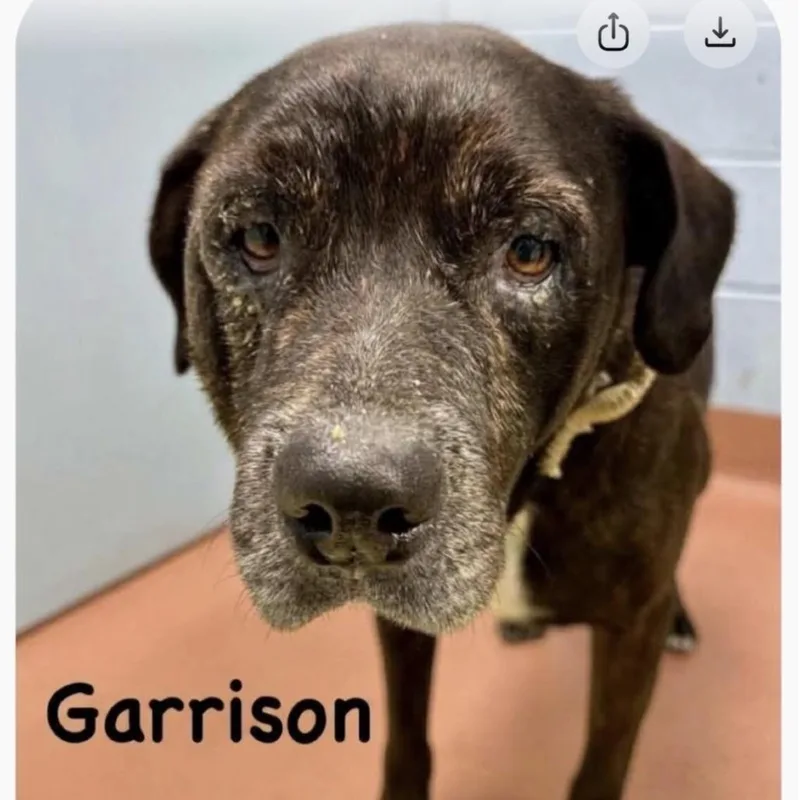 A senior large-sized male Black Chocolate Labrador Retriever dog named Garrison for adoption in Spring Hill, KS