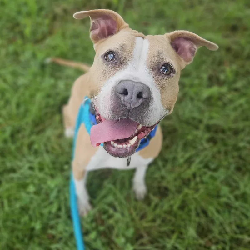 An adult medium-sized female Yellow / Tan / Blond / Fawn Mixed Breed dog named Eros for adoption in Davenport, IA