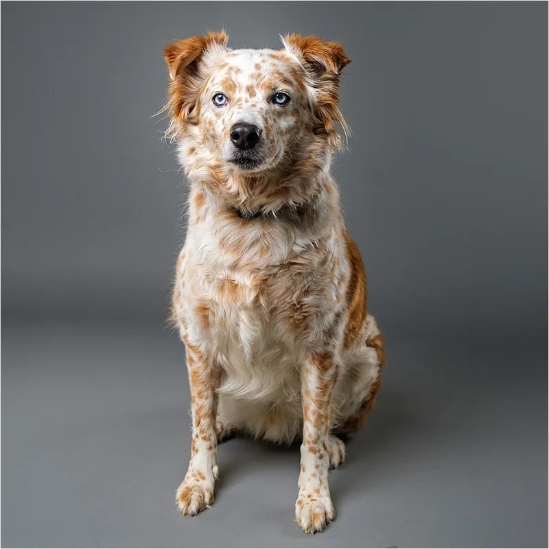 An adult large-sized male Australian Shepherd dog named Bush for adoption in Palm Springs, CA