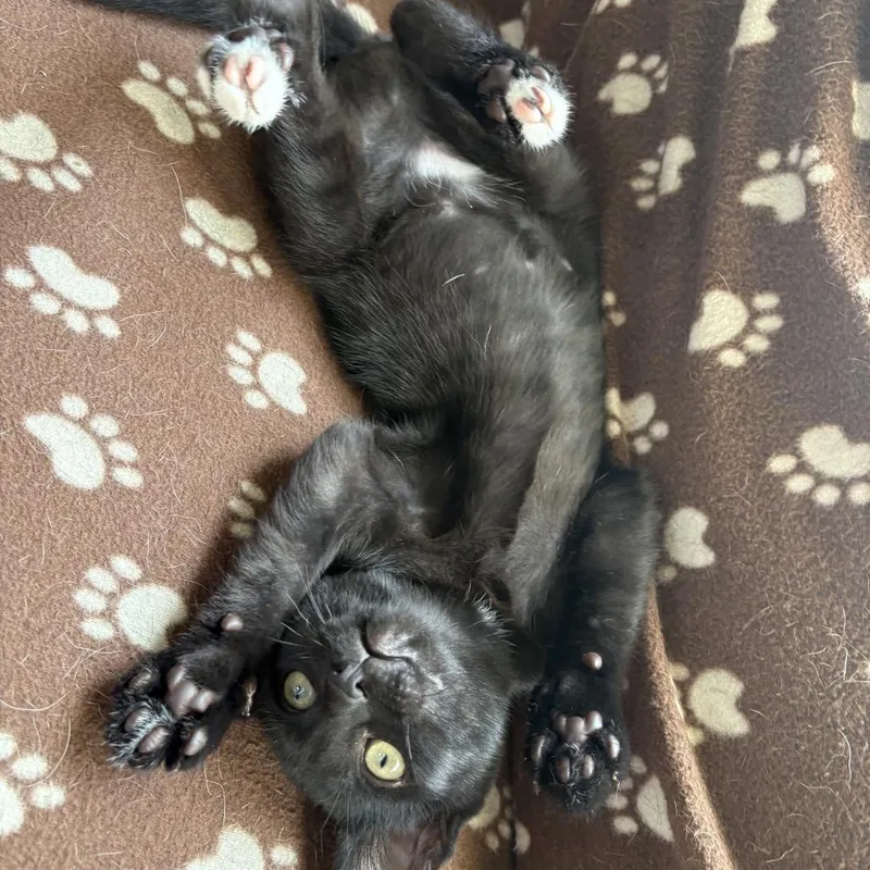 A baby small-sized male Black Domestic Short Hair cat named Ash for adoption in League City, TX