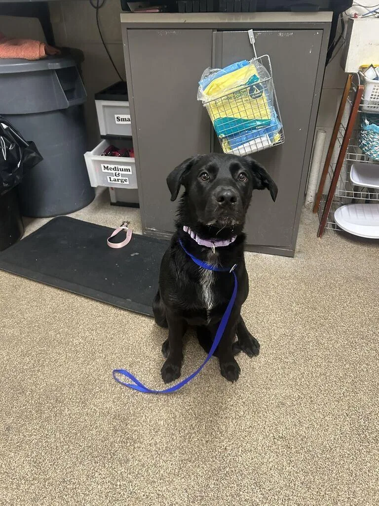 A young medium-sized female Black Labrador Retriever dog named Greer for adoption in Fruit Heights, UT