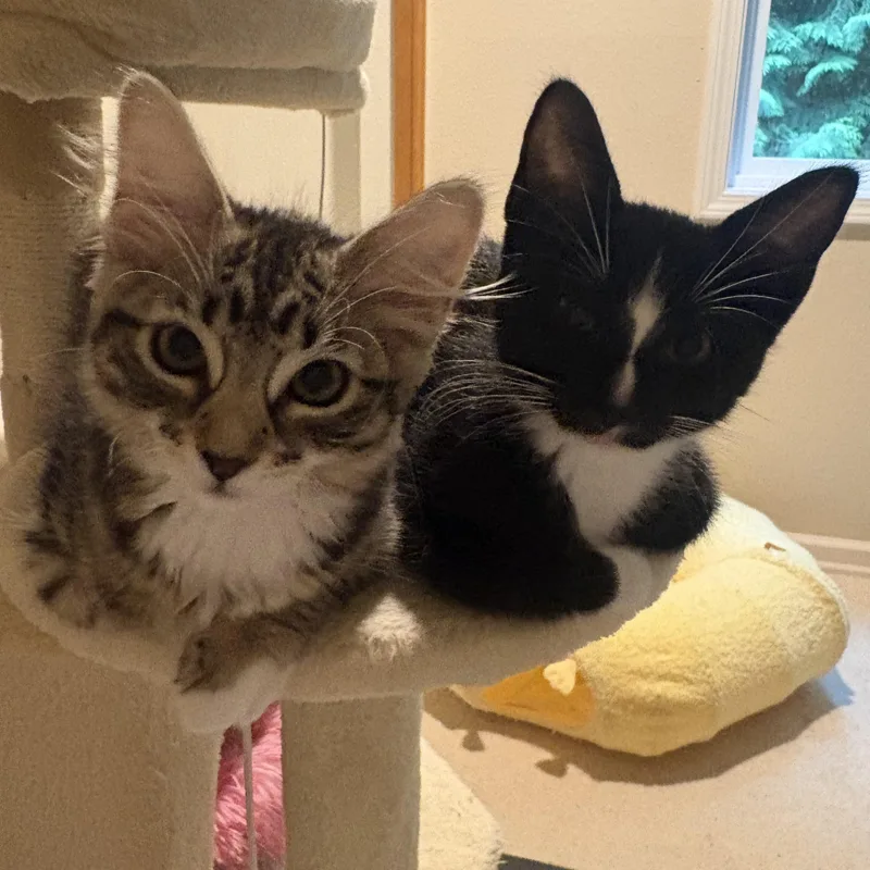 A baby medium-sized male Black & White / Tuxedo Tuxedo cat named Zorro for adoption in Woodinville, WA