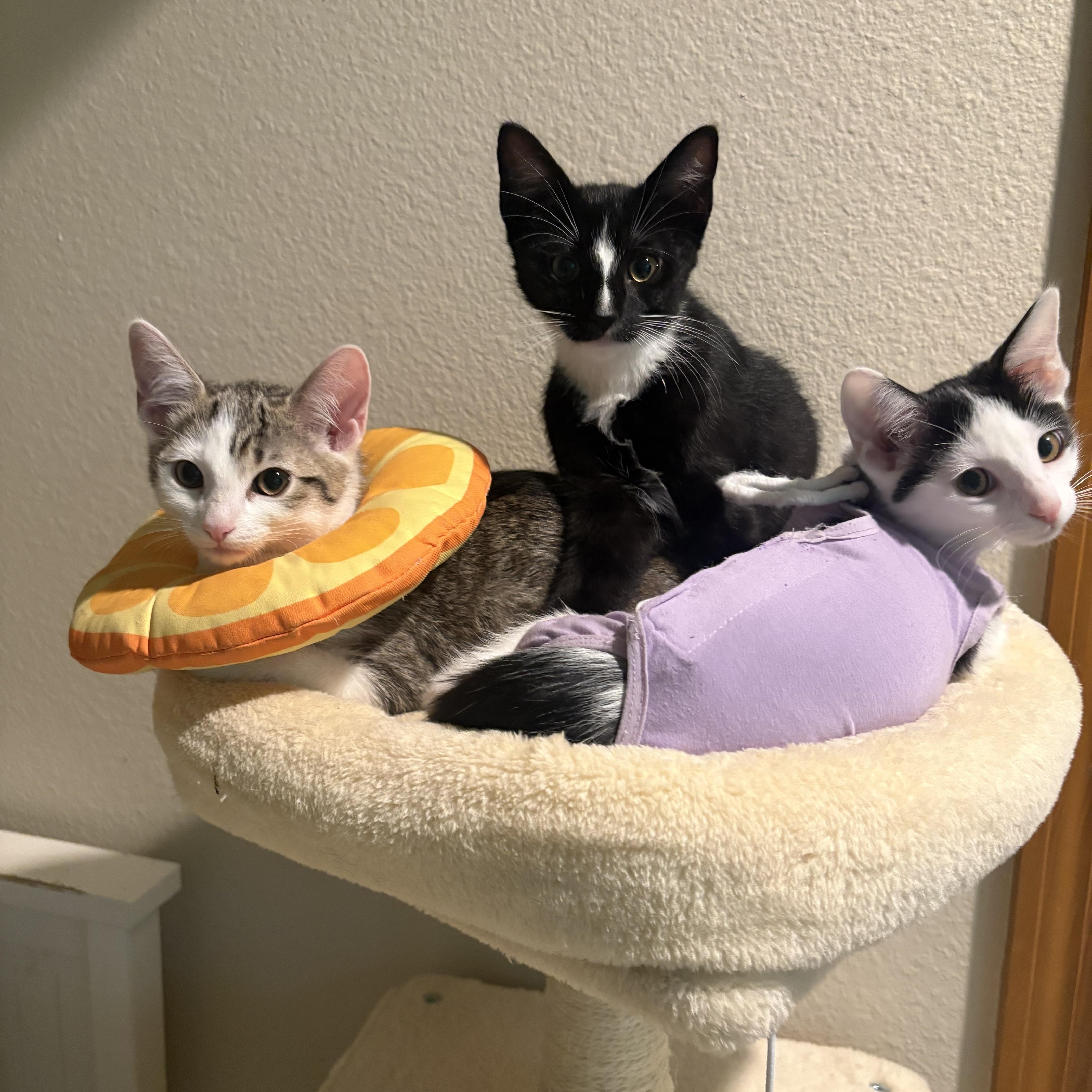 Zorro thumbnail 2