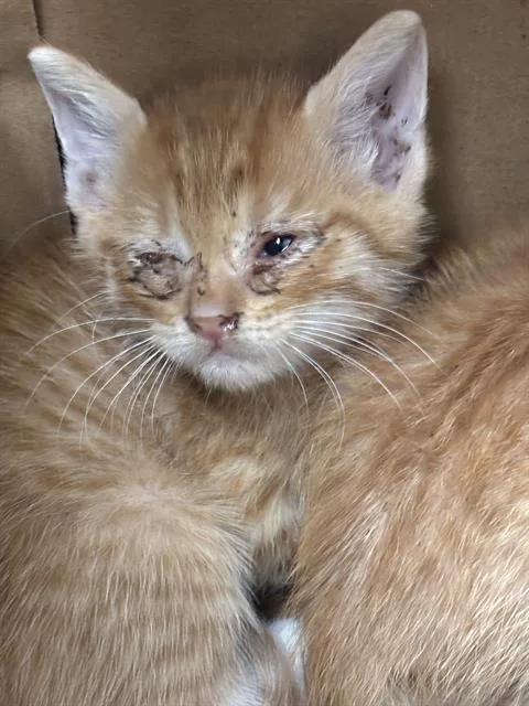 A baby medium-sized male Domestic Short Hair cat named Max for adoption in Dallas, TX