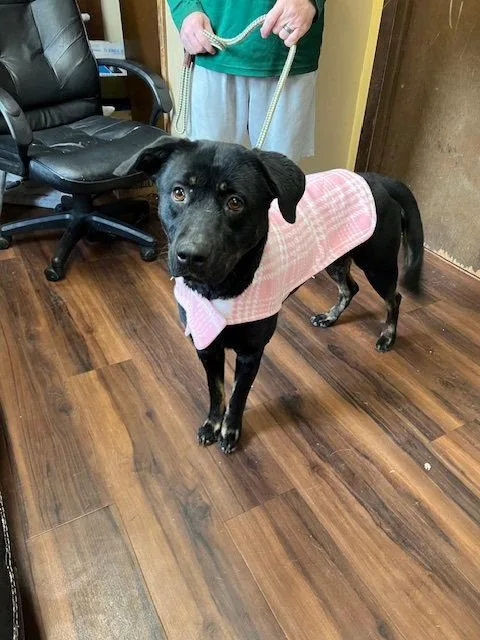 Black Lab Female thumbnail 2