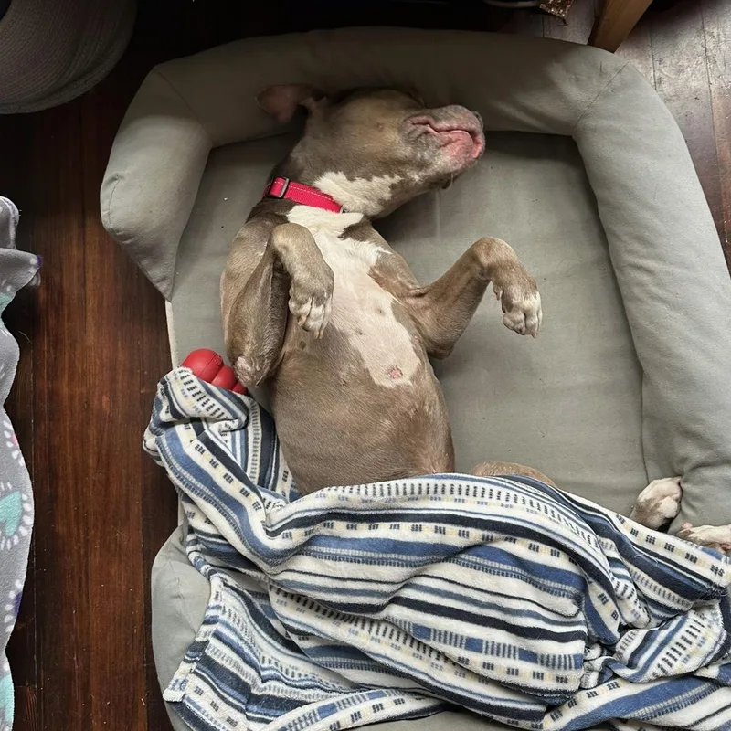 A senior medium-sized male Gray / Blue / Silver Basenji dog named Bluey for adoption in Huntington Beach, CA