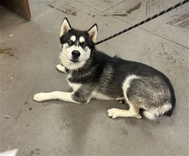 A young large-sized male Siberian Husky dog named Deli for adoption in Phoenix, AZ