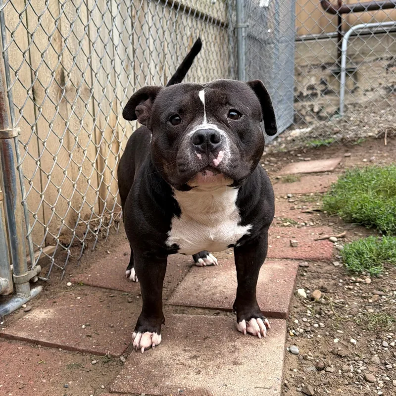 An adult medium-sized male Brown / Chocolate American Bulldog dog named Ninja for adoption in Vienna, OH