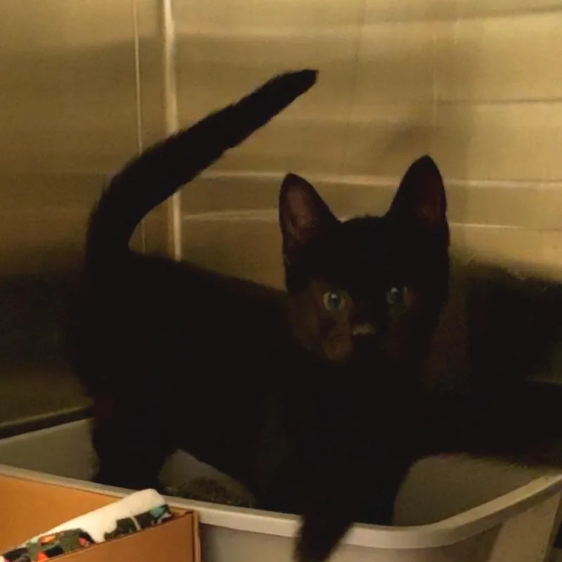 A baby small-sized male Domestic Short Hair cat named Limeade for adoption in Novelty, OH