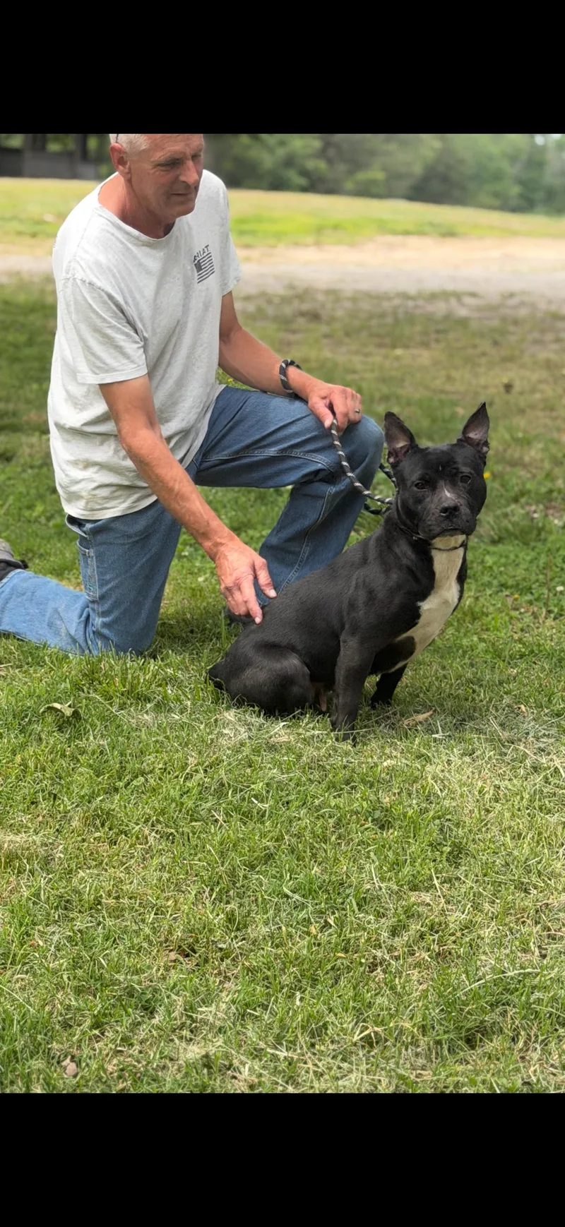 A young medium-sized female American Staffordshire Terrier dog named Queenie for adoption in Luttrell, TN
