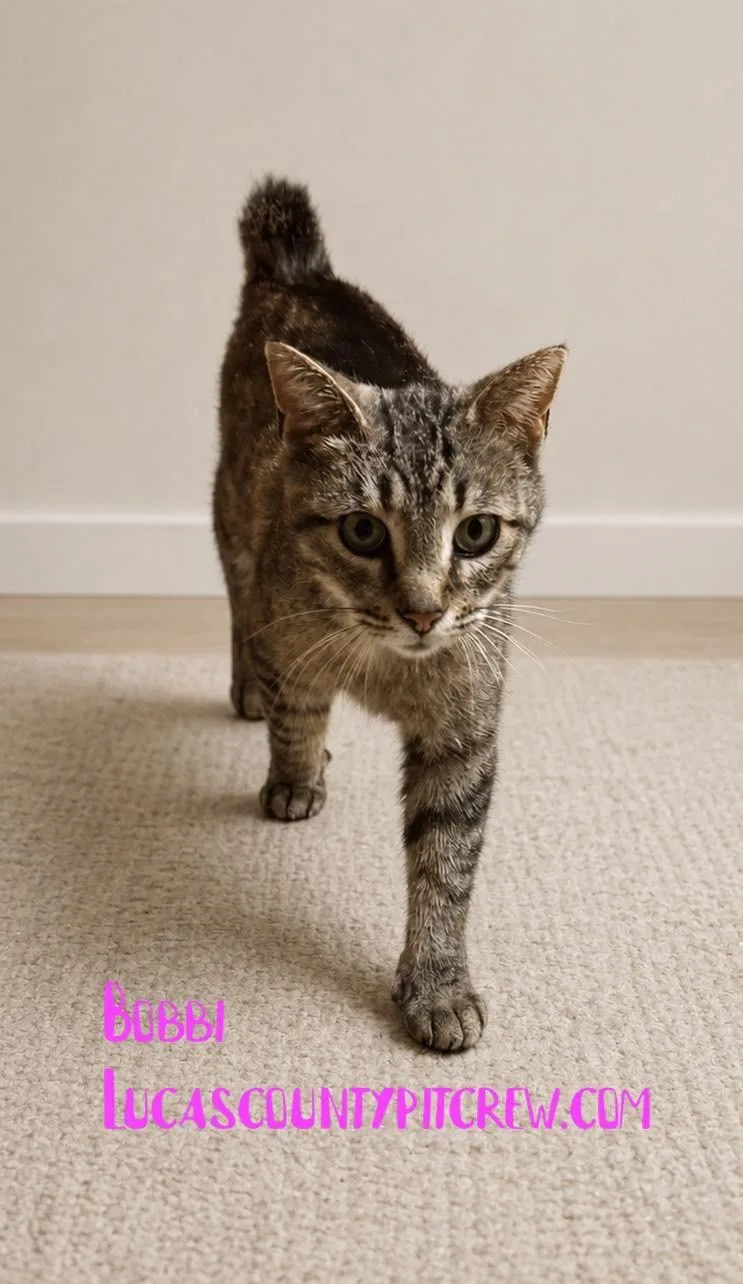 A young medium-sized female Tabby (Brown / Chocolate) Manx cat named Bobbi for adoption in Toledo, OH