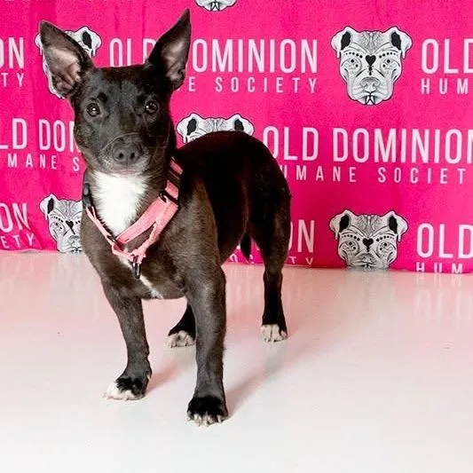 A young small-sized female Brindle Mixed Breed dog named Scrappy for adoption in Fredericksburg, VA