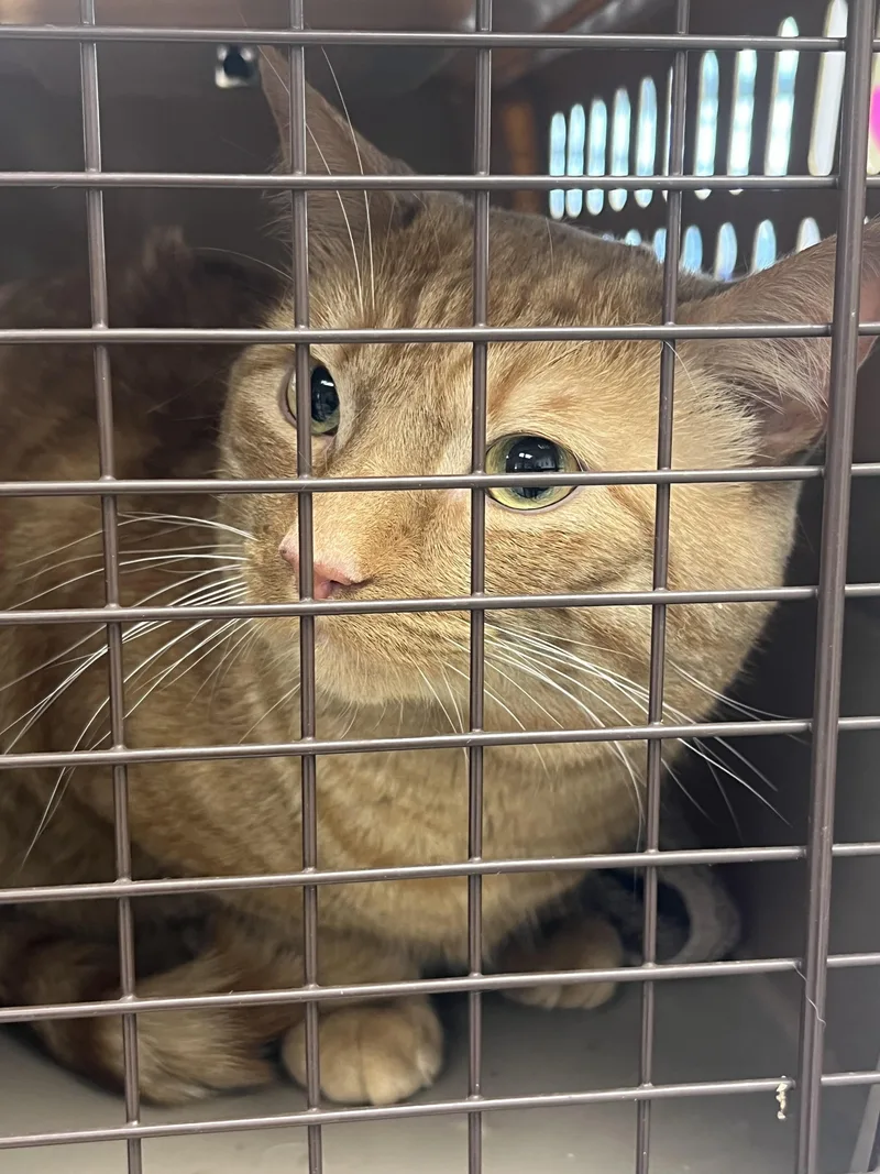 An adult medium-sized male Tabby (Orange / Red) Domestic Short Hair cat named Milo for adoption in Mendham, NJ