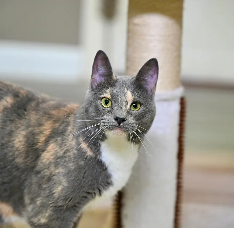 A young medium-sized female Dilute Calico cat named Remy for adoption in Falmouth, ME