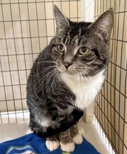 An adult small-sized male Domestic Short Hair cat named Mule for adoption in Midland, VA