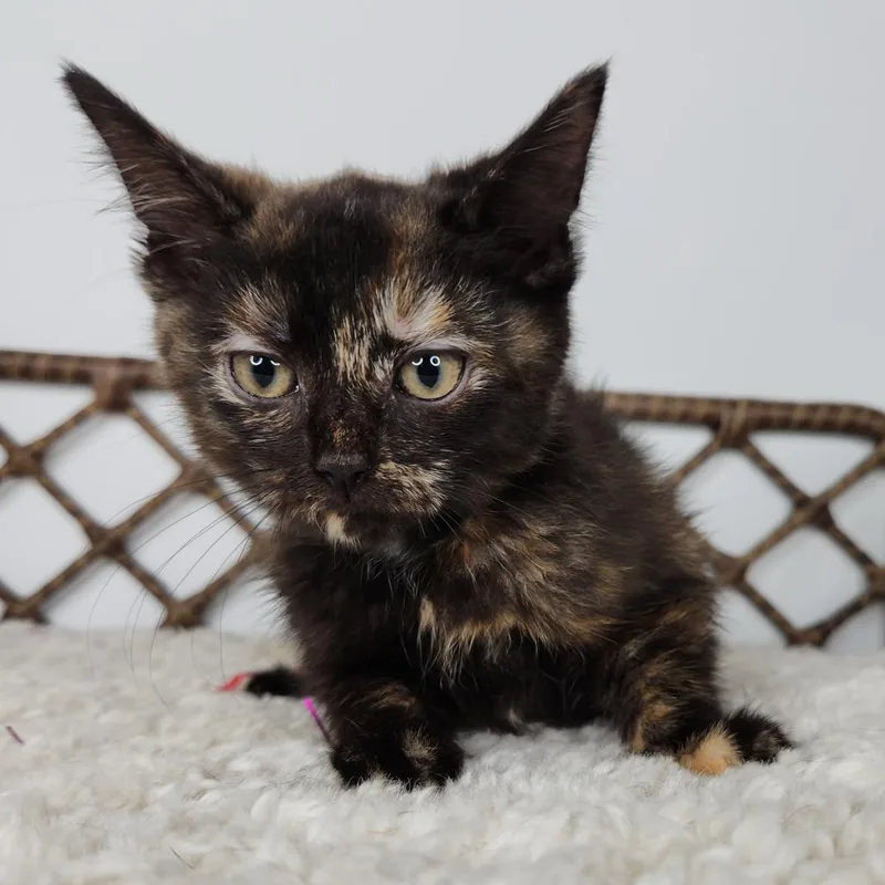 A baby small-sized female Tortoiseshell Domestic Short Hair cat named Drizzle for adoption in Fort Wayne, IN