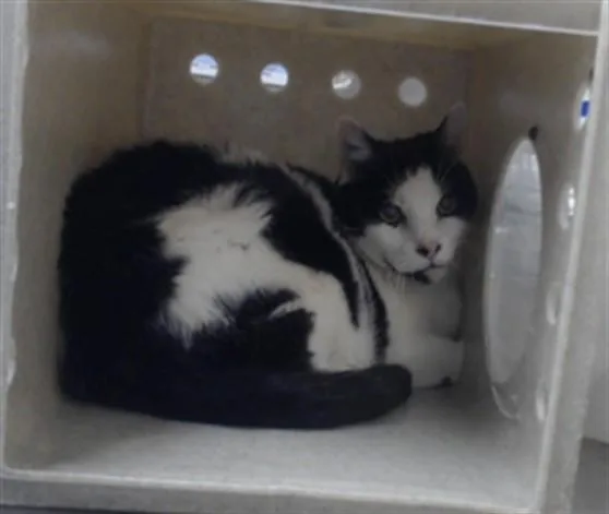 An adult large-sized male Domestic Short Hair cat named Pepper for adoption in Fayetteville, NC