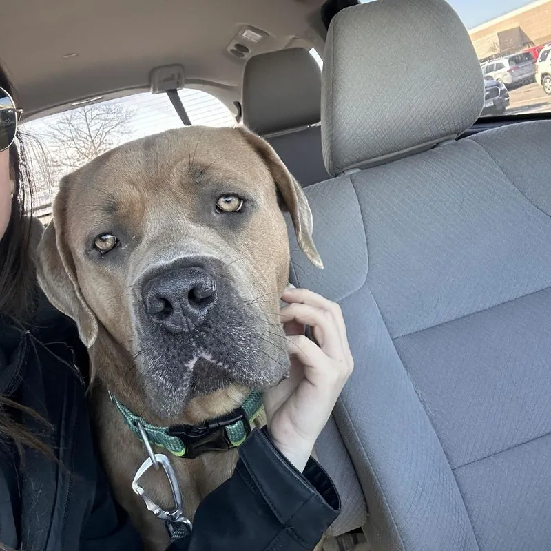 An adult large-sized male Yellow / Tan / Blond / Fawn Mastiff dog named Stan D for adoption in Princeton, MN