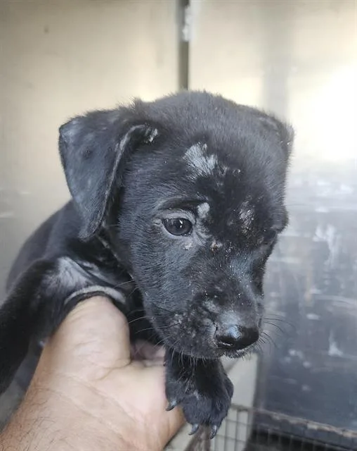 A baby small-sized female American Staffordshire Terrier dog named Jenny for adoption in San Antonio, TX
