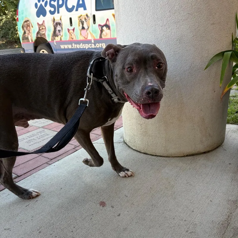 A senior large-sized male Gray / Blue / Silver Mixed Breed dog named Rico for adoption in Fredericksburg, VA