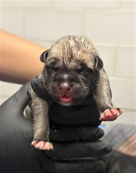 A baby large-sized female Mixed Breed dog named Raven for adoption in Dallas, TX