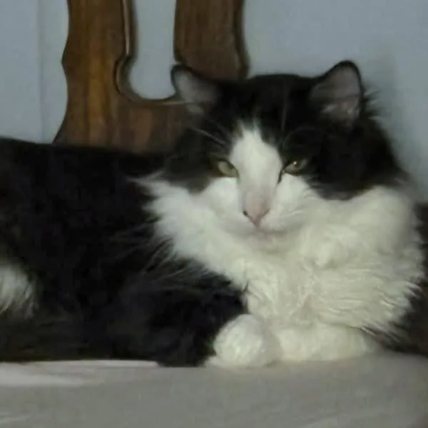 An adult large-sized male Black Domestic Long Hair cat named Hufflepuff C for adoption in Princeton, MN