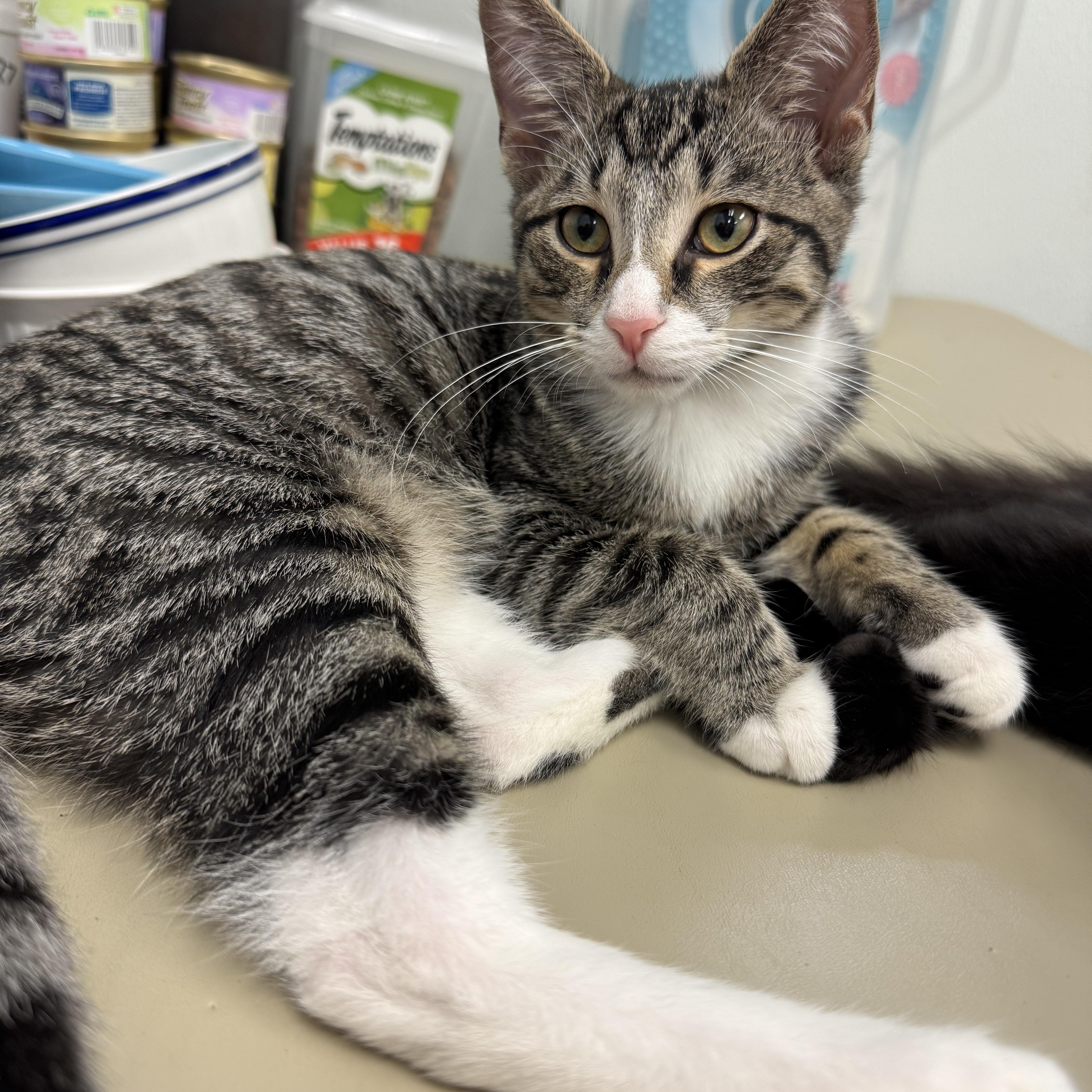 A baby medium-sized male Domestic Short Hair cat named General Tso & Miso for adoption in Crystal Lake, IL