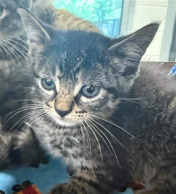 A baby small-sized male Domestic Short Hair cat named Crispix for adoption in Baytown, TX