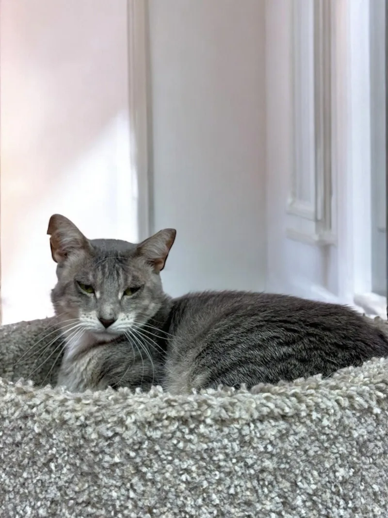 An adult medium-sized female Domestic Short Hair cat named KitKat for adoption in Champaign, IL