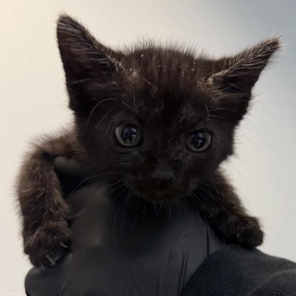 A baby small-sized female Domestic Short Hair cat named Trombone for adoption in Escondido, CA