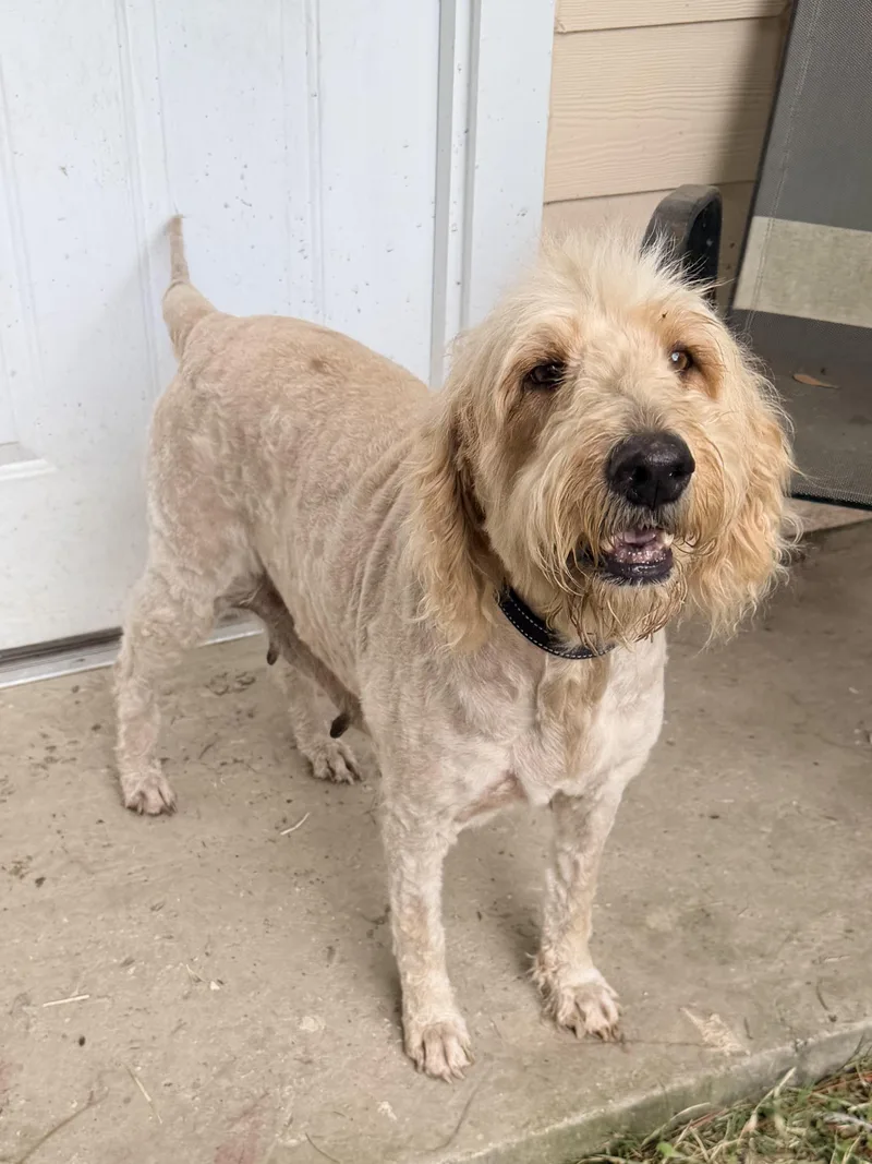 An adult large-sized female White / Cream Goldendoodle dog named BeBe for adoption in Baker, LA