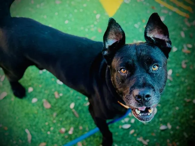 A young large-sized male Labrador Retriever dog named Regal for adoption in Orlando, FL