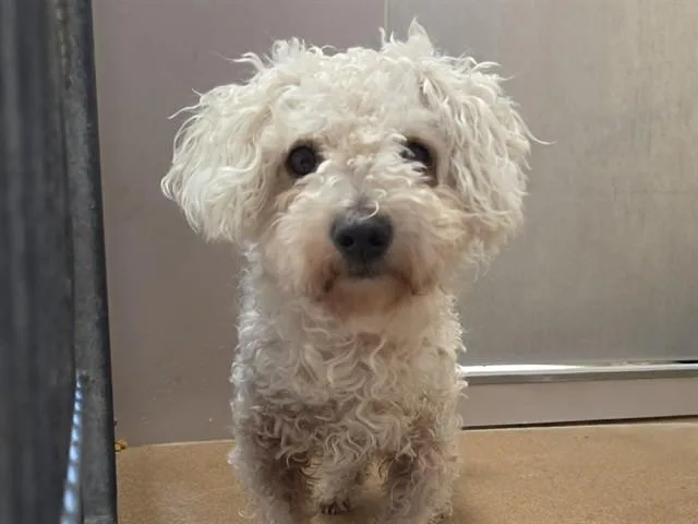 An adult small-sized male Poodle dog named Pumba for adoption in Martinez, CA