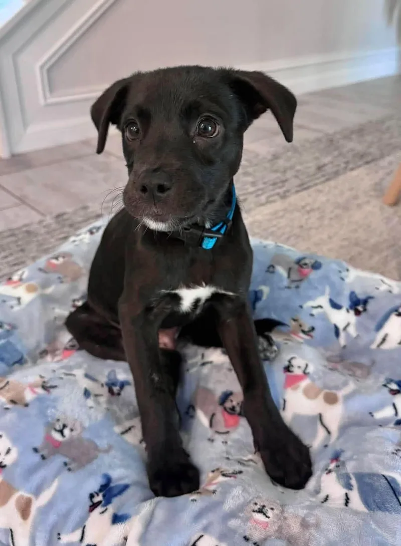 A baby medium-sized male Terrier dog named Ranger for adoption in Saint Petersburg, FL