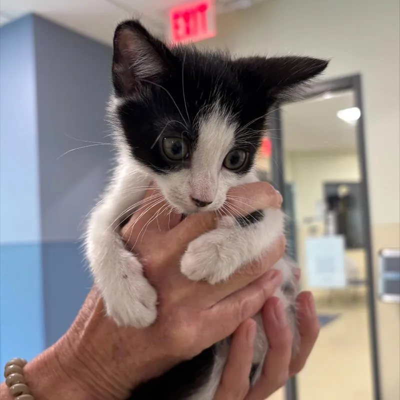 A baby small-sized male Domestic Short Hair cat named Apollo for adoption in Briarcliff Manor, NY