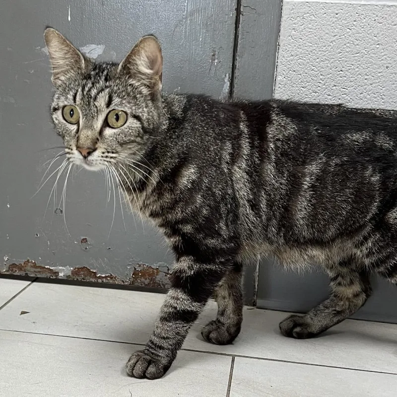 An adult medium-sized female Gray / Blue / Silver Domestic Short Hair cat named Storm for adoption in Austin, TX
